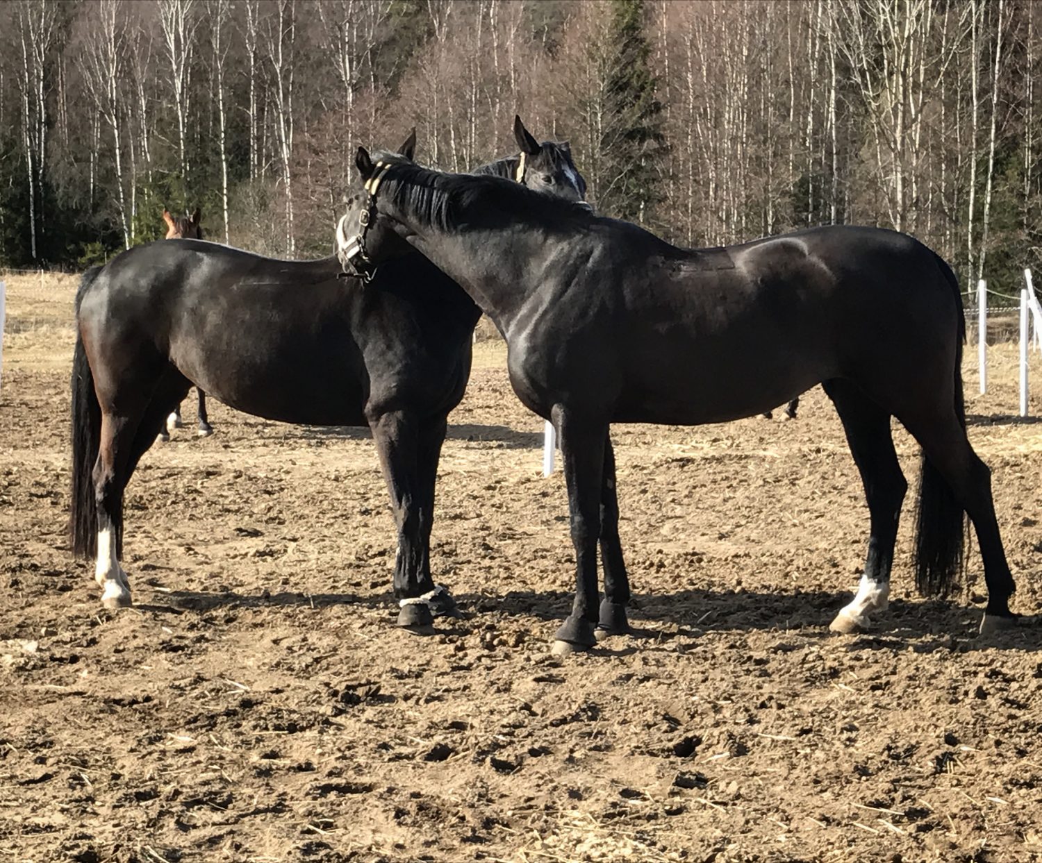 Kvarka smittar vid kontakt - Foto: Equistella AB